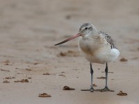 Bar-tailed godwit_J4X3612