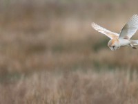 Barn Owl_J4X3245
