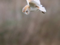 Barn Owl_J4X3248