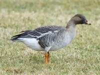 Bean Goose_J4X6197