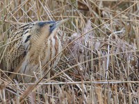Bittern 50101071