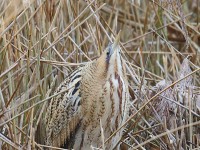 Bittern 50321074