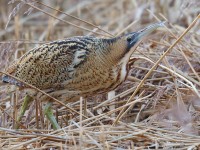 Bittern 51071081