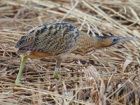 Bittern 51351082