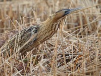 Bittern 51401083