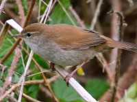 Cetti's Warbler_J4X0950.jpg