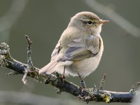 Chiffchaff_J4X0409.jpg