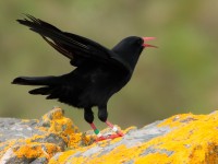 Chough_S1Q7724.jpg