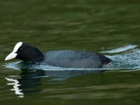 Coot_J4X0147.jpg