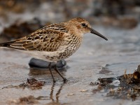 Dunlin_J4X9998