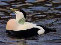 Eider 2120947