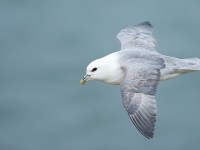 Fulmar_J4X5880