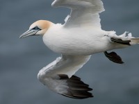 Gannet_J4X7781.jpg