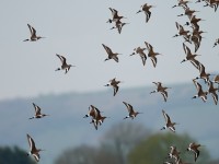Godwits_J4X1493.jpg