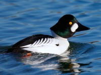 Goldeneye_J4X3427
