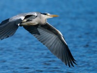 Grey Heron_J4X1187.jpg