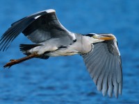 Grey Heron_J4X1188.jpg