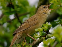 Gropper2_J4X1049.jpg