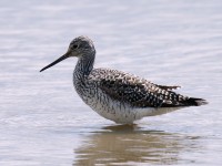 Grt Yellowlegs_J4X3510.jpg