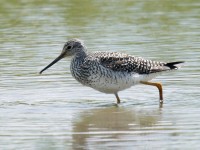 Grt Yellowlegs_J4X3540.jpg