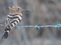 Hoopoe_J4X4143