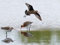 Hudsonian Godwit_J4X1971.jpg