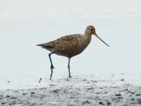 Hudsonian Godwit_J4X2050.jpg