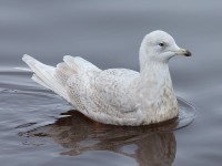 Iceland Gull 2ndw 1608931
