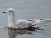 Iceland Gull 2ndw 1761938