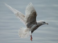 Iceland Gull 2ndw 1767925