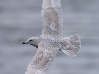 Iceland Gull 2ndw 1817939
