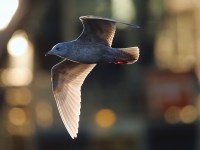 Iceland Gull 2ndw 2214926