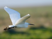Little Egret_J4X3651