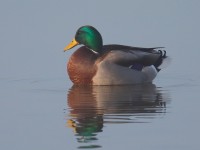 MALLARD_J4X2137