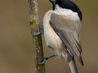 Marsh Tit 2_J4X0746.jpg