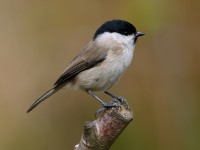 Marsh Tit_J4X0887.jpg