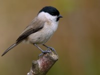 Marsh Tit_J4X0890.jpg