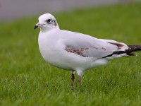 Med Gull_S1Q1603