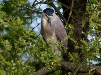 Night Heron_J4X1289.jpg