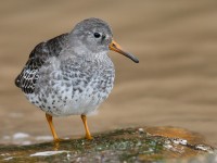 PURPLE SANDPIPER_J4X2824