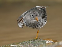 PURPLE SANDPIPER_J4X2846