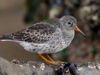 PURPLE SANDPIPER_J4X2856