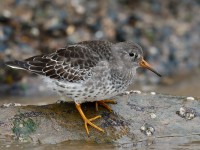 Purple Sandpiper_J4X2866