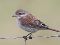 RBShrike_S1Q0497