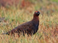 Red Grouse1_J4X2570.jpg