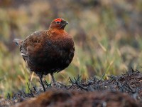 Red Grouse_J4X2527.jpg