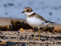 Ringed Plover_J4X0358