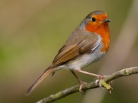 Robin_J4X0852.jpg