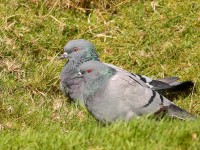 Rock Doves2 _S1Q0836