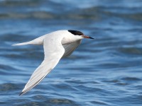 Roseate Tern_J4X0399